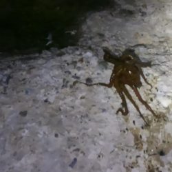 メバリングとチニング･･･？