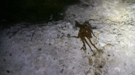 メバリングとチニング･･･？