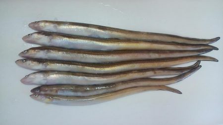 プラッキングで初ゲット