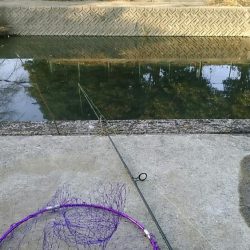 マブナ釣り