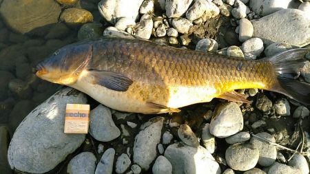 長良川のキレイな真鯉