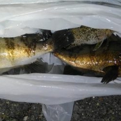 ジェイソン小田のちゃんじぃちゃんじぃ。