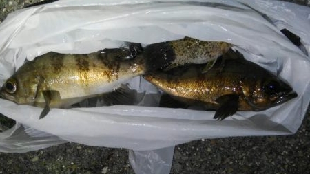 ジェイソン小田のちゃんじぃちゃんじぃ。