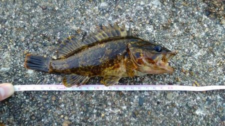 パイセン接待メバリング当日やのに！？