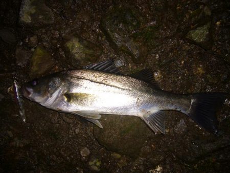 今宵もシーバス調査釣行