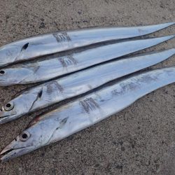 FLAP釣法でメーターちょい超え♪