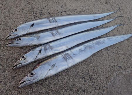 FLAP釣法でメーターちょい超え♪