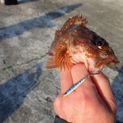 第４回 周防大島 アジングカップ