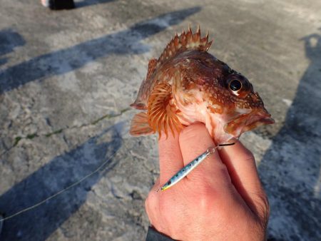 第４回 周防大島 アジングカップ