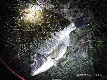 小磯でウキフカセ