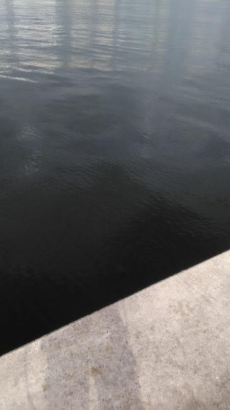 マイクロベイトのシーバス