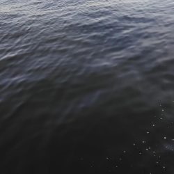 神戸湾シーバス