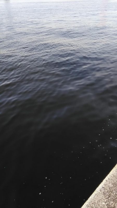 神戸湾シーバス