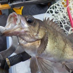 マイカヤック タイラバ