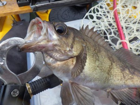 マイカヤック タイラバ