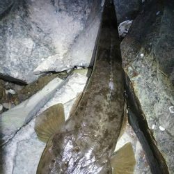 チニングの外道