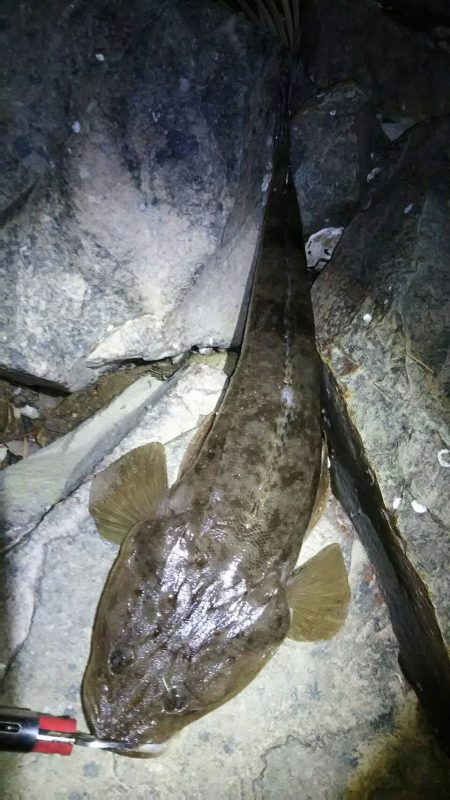 チニングの外道