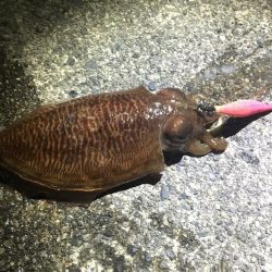 焼津港　連日コウイカ好調