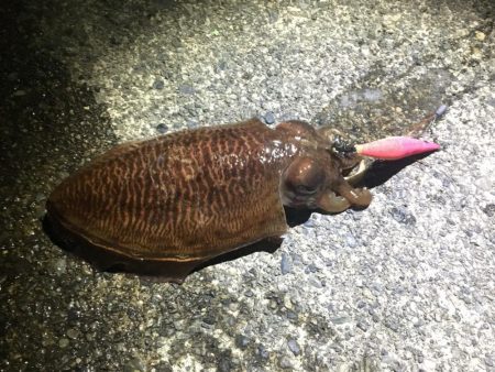 焼津港　連日コウイカ好調