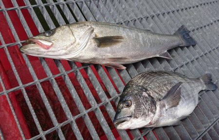 アタリはあるが喰いが浅い。