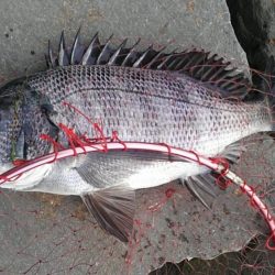 のっこみチヌ調査