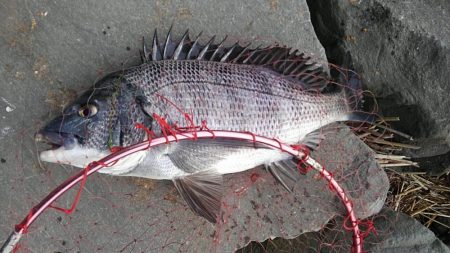 のっこみチヌ調査