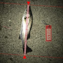 メバリング！！