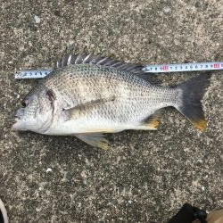 へちさぐり銀治郎入魂