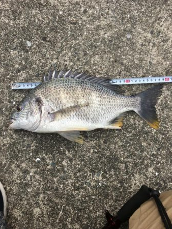 へちさぐり銀治郎入魂