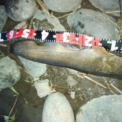 佐鳴湖 ナマズ出ました