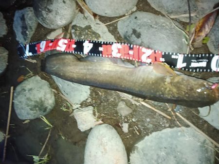 佐鳴湖 ナマズ出ました