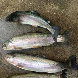 初トラウトフィッシング