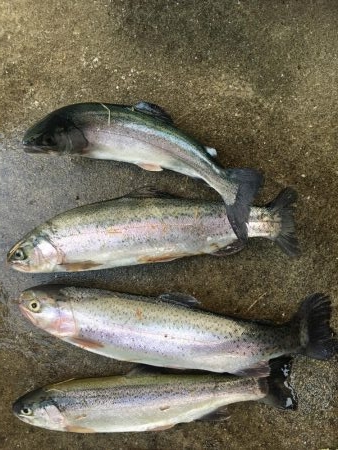 初トラウトフィッシング