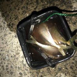 アジング釣行記