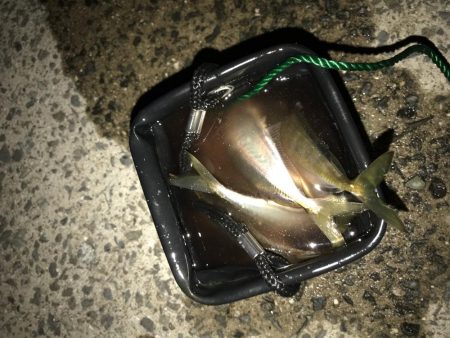 アジング釣行記