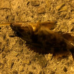 ロックフィッシュ狙いで