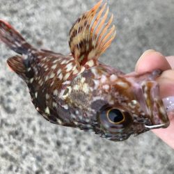 マイクロベイトパターンにはシラスカラー!!