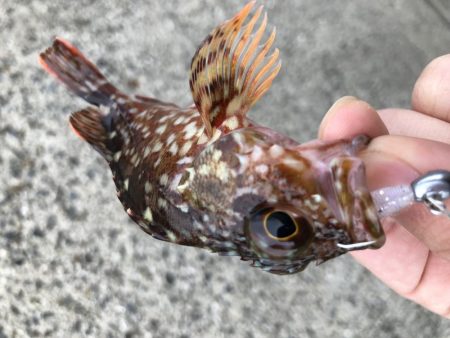 マイクロベイトパターンにはシラスカラー!!