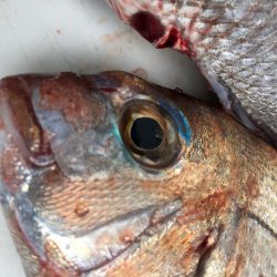 虎之介さんでタイラバ