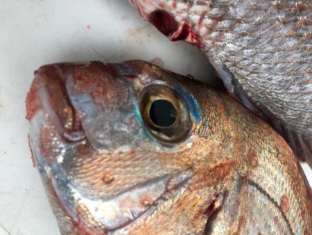 虎之介さんでタイラバ