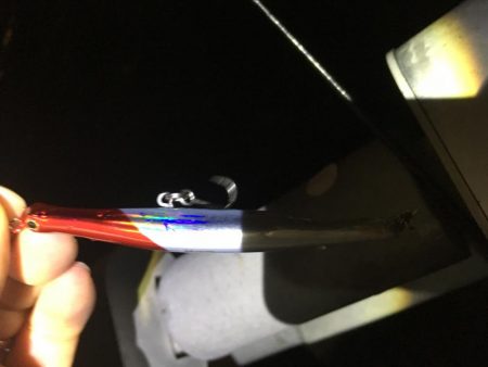 今年初シーバス！