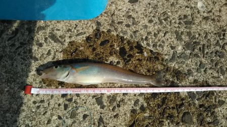 天気がいいので