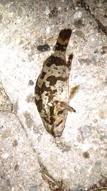 緊急司令：南芦屋浜 北側水道調査