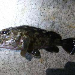 朝マヅメ江井ヶ島リベンジマッチ•̀.̫•́✧