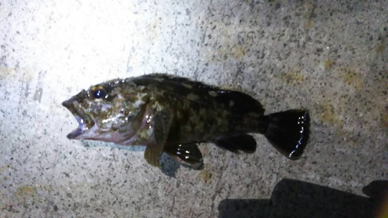 朝マヅメ江井ヶ島リベンジマッチ•̀.̫•́✧