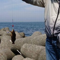 アジはまだ？まだまだロックフィッシュ