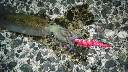 メバルとヤリイカ