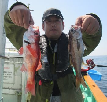 土佐安芸のハマちゃん　