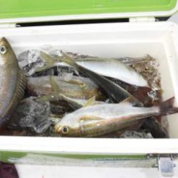 土佐安芸のハマちゃん