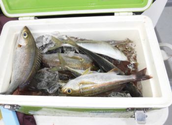 土佐安芸のハマちゃん